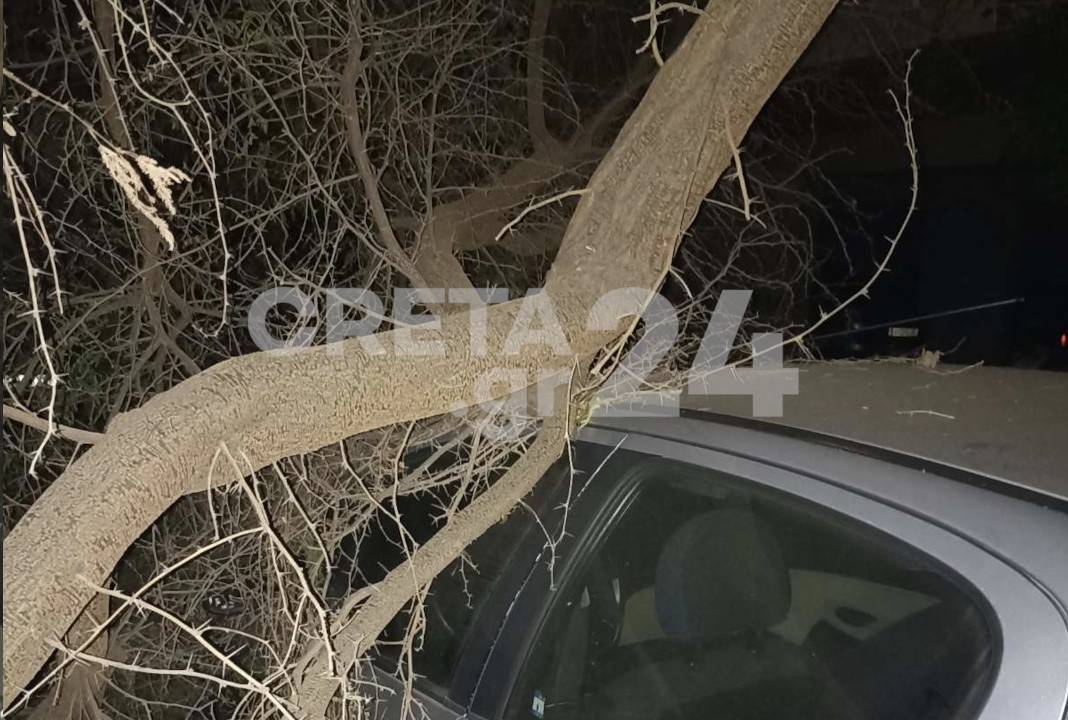 Hράκλειο: Εικόνες από το δέντρο που έπεσε πάνω σε αυτοκίνητα – Γιατί δεν θα φυτευτεί άλλο στο ίδιο ακριβώς σημείο
