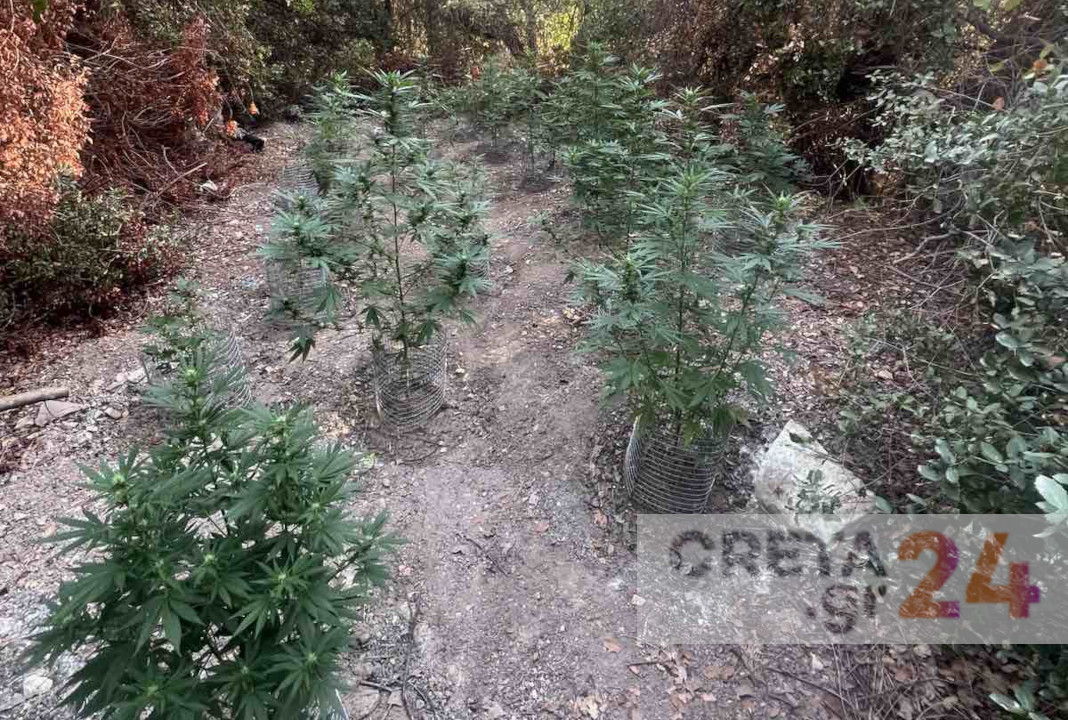 Κρήτη: Βρήκαν φυτείες με 38 χασισόδεντρα – Ψάχνουν τους καλλιεργητές