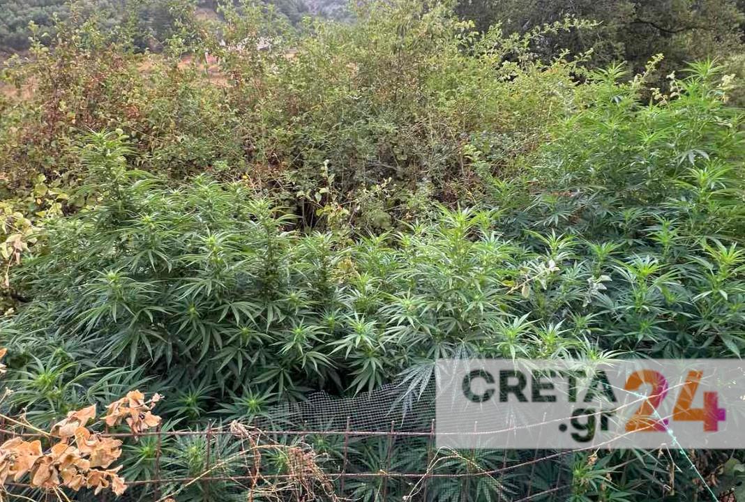 Κρήτη: Οκτώ φυτείες κάνναβης «ξεσκέπασε» η ΕΛ.ΑΣ. – Χειροπέδες σε 35χρονο, αναζητούνται οι υπόλοιποι… καλλιεργητές