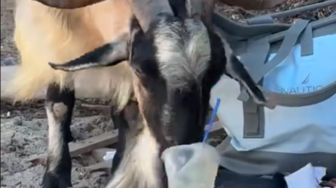 Κρήτη: Κατσίκα πίνει μοχίτο σε παραλία και γίνεται viral (βίντεο)