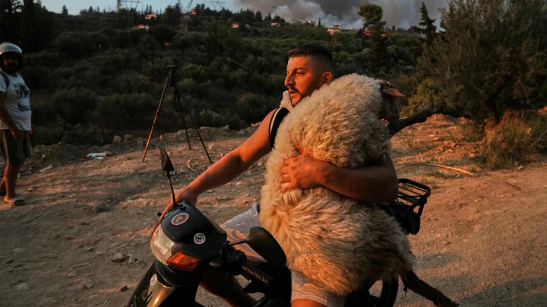 Συγκλονιστικές εικόνες από διασώσεις ζώων από τις φλόγες – Άνδρας μεταφέρει ένα πρόβατο πάνω σε μηχανάκι