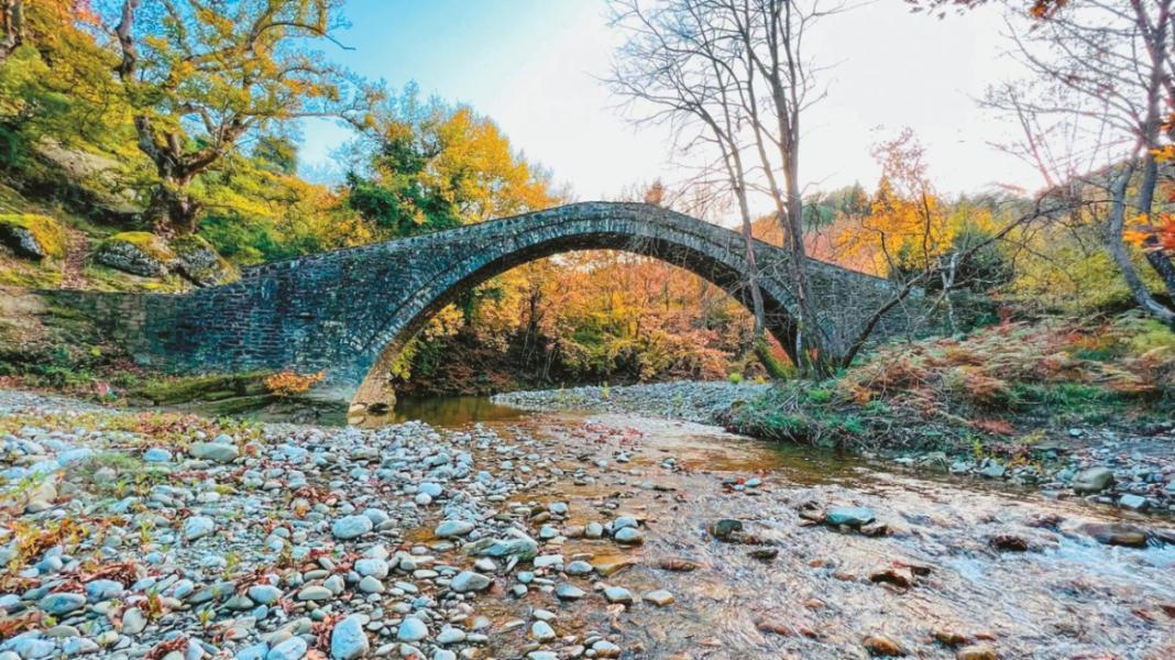 Πρωτοποριακή έρευνα για τη σωτηρία των πλατάνων – SOS εκπέμπουν τα ελληνικά δάση