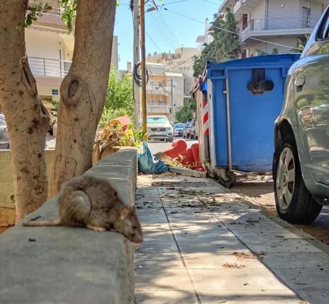 Tεράστιο ποντίκι… σουλατσάρει στο Μασταμπά – Kαι στο βάθος σκουπίδια!