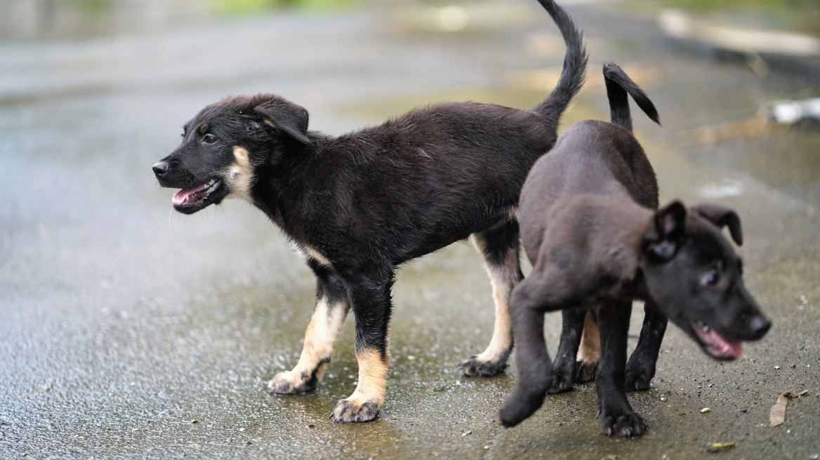 Φρίκη: Δηλητηρίασαν και σκότωσαν δύο αδέσποτα σκυλιά