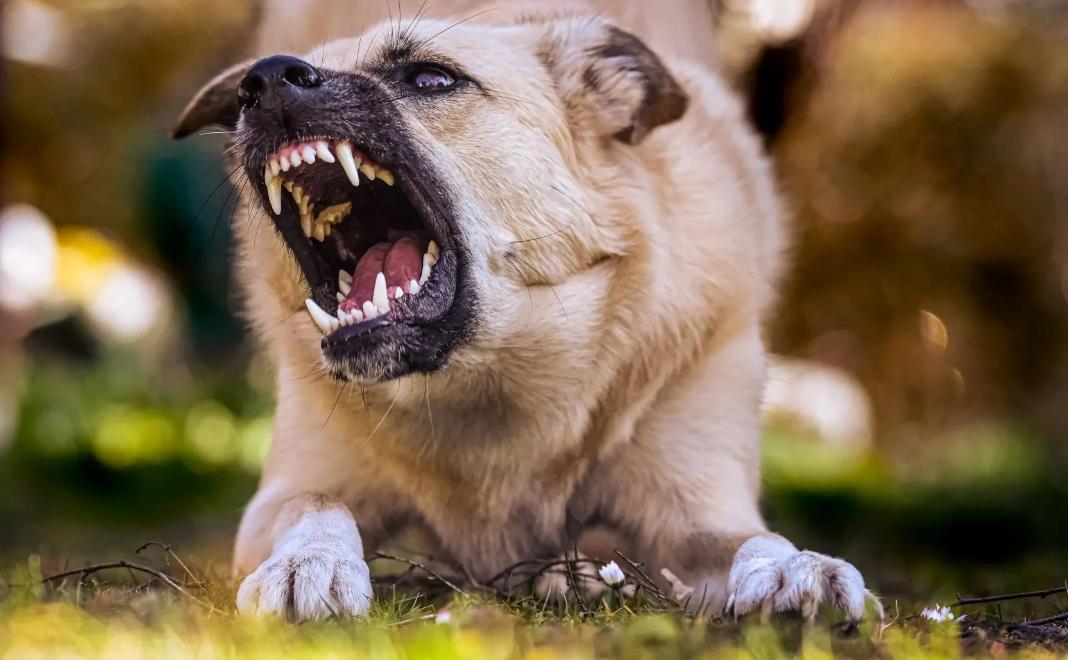 17χρονη πήγε για τζόκινγκ και την κατασπάραξε αγέλη 16 σκύλων: Της έκαναν 500 ράμματα – «Δεν μπορούσα να αναγνωρίσω την κόρη μου»