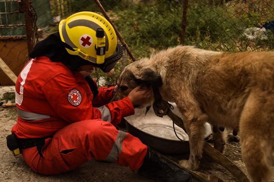 Ο Ελληνικός Ερυθρός Σταυρός διοργανώνει μεγάλη δράση για τους τετράποδους φίλους μας στην Λότζια