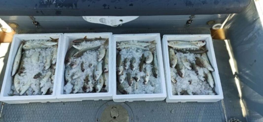 Έκλεψε πάνω από 450 κιλά τσιπούρες ιχθυοτροφείου για να τις πωλήσει σε ψαράδικο