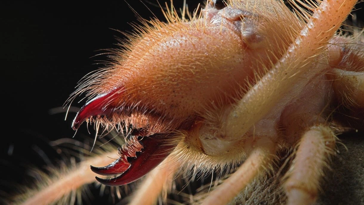 Το αραχνοειδές που μπορεί να τρέξει με 16 χλμ/ώρα και τα σαγόνια του θρυμματίζουν κόκκαλα