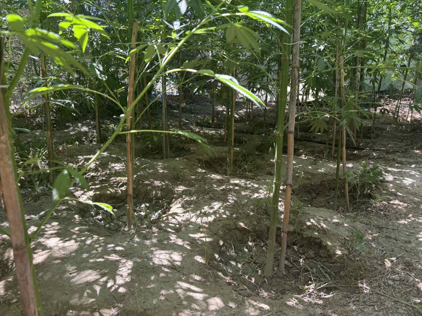 Μεσαρά: Χειροπέδες σε 49χρονο για 57 δενδρύλλια κάνναβης και… οπλοστάσιο