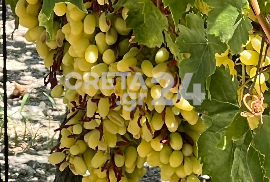 Ηράκλειο: Ολοκληρωτική η καταστροφή στα αμπέλια και «ελιές που δε θα φέρουν ούτε ένα ευρώ»