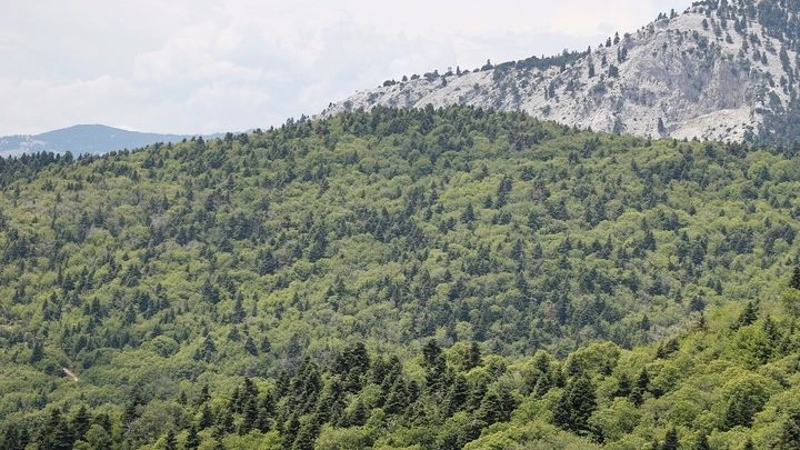 Πόσο υγιή είναι τα ελληνικά δάση – Δορυφορικά δεδομένα του ΑΠΘ δίνουν την απάντηση