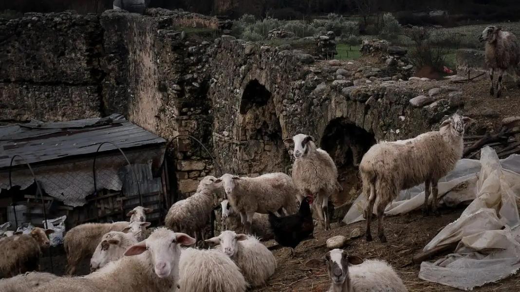 Ευλογιά αιγοπροβάτων: Οκτώ ερωτήσεις και απαντήσεις – Τα μέτρα για τον περιορισμό της νόσου