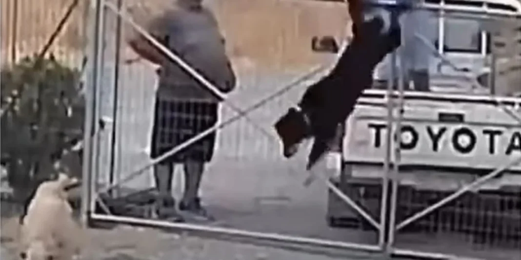 Σοκαριστική εγκατάλειψη ζώων – Πέταξαν τρεις σκύλους μέσα σε κυνοκομείο από καρότσα αγροτικού