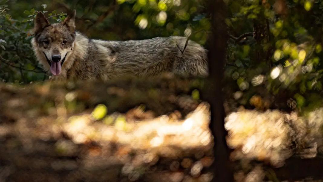 Λύκος επιτέθηκε σε 5χρονο κορίτσι σε παραλία