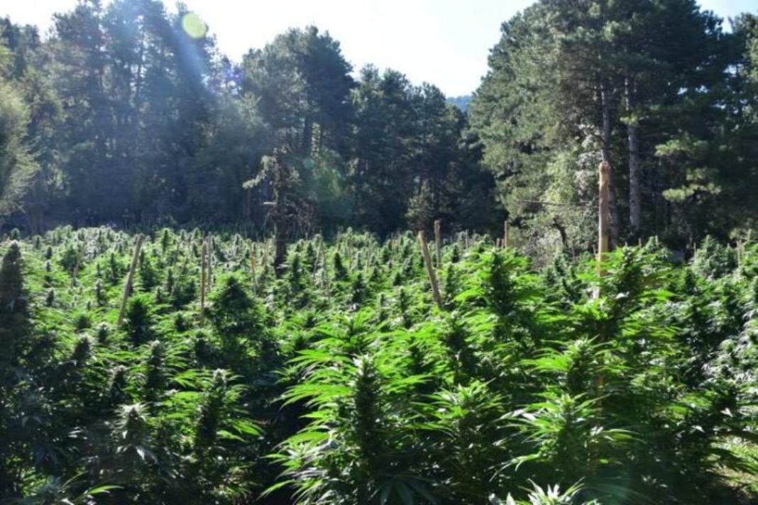 Φυτεία με πάνω από 2.000 δενδρύλλια κάνναβης εντόπισε η ΕΛΑΣ