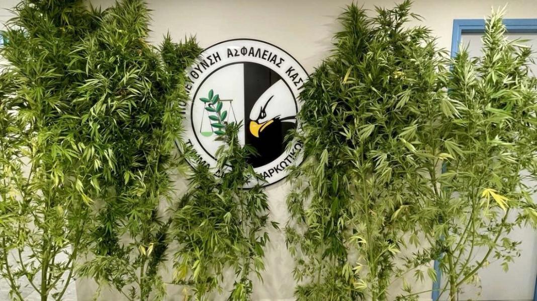 Ο αστυνομικός σκύλος «Ορφέας» ξεσκέπασε 54χρονο διακινητή κάνναβης – Εντοπίστηκαν 7 δενδρύλλια σε αγρόκτημά του