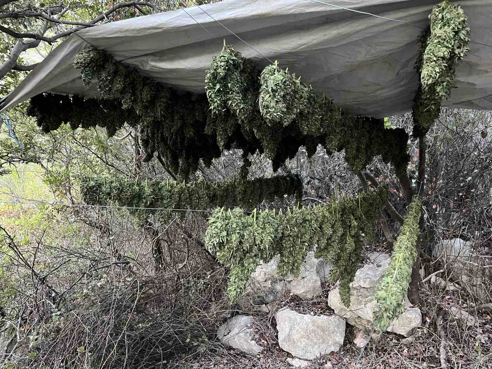 Hράκλειο: Αυτή είναι η φυτεία κάνναβης και τα υπαίθρια αποξηραντήρια που «ξήλωσαν» οι αστυνομικοί