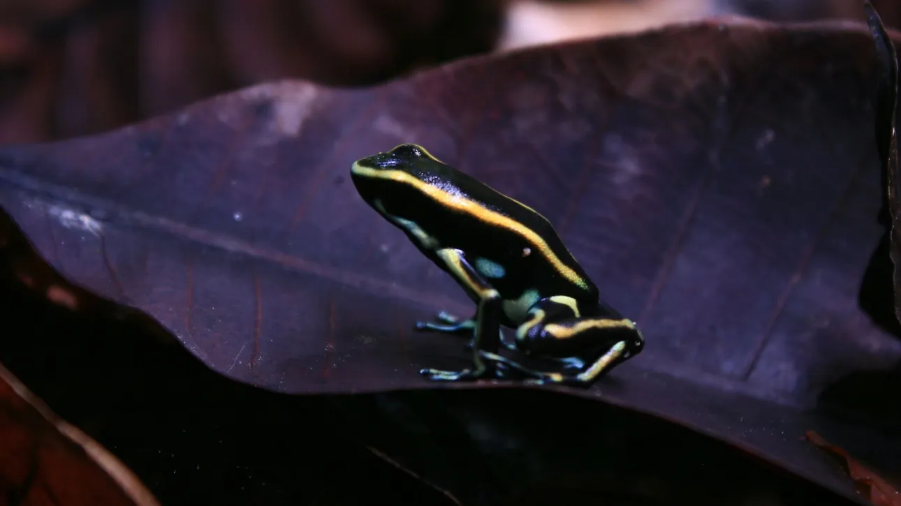 Περού: Νέο είδος δηλητηριώδους βατράχου ανακαλύφθηκε στην περουβιανή Αμαζονία