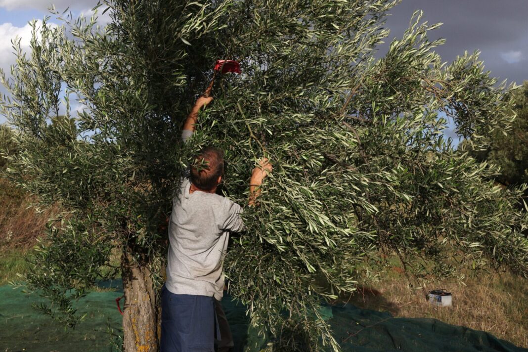 Παραγωγοί στη Μεσαρά κλαδεύουν ελαιόδεντρα γιατί δεν υπάρχει νερό να τα ποτίσουν!