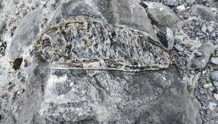 Χανιά: Βρέθηκε απολίθωμα ψαριού στο φαράγγι της Σαμαριάς;