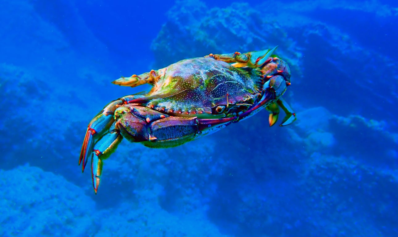 Το μπλε καβούρι στους κόλπους της Ελούντας: Τοπικό θαύμα με… Παγκόσμιο ενδιαφέρον