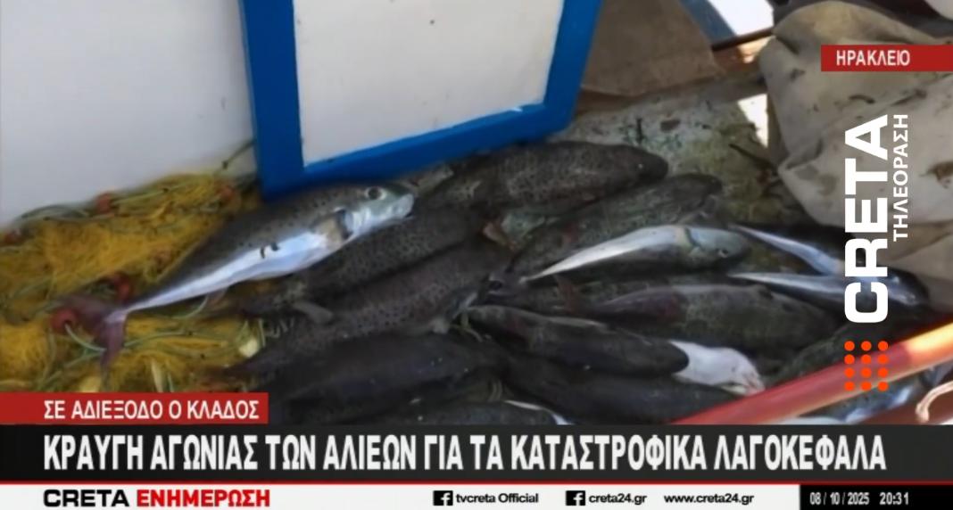 Λαγοκέφαλοι: Μετρούν ζημιές οι αλιείς της Κρήτης – Βίντεο