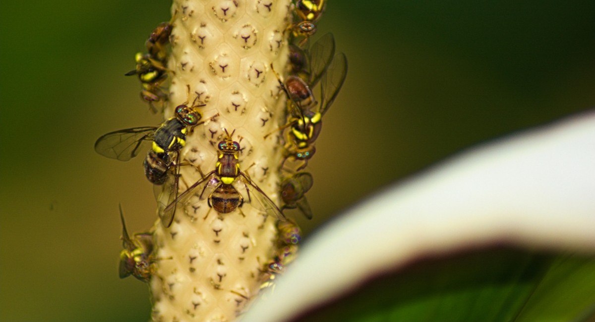 Νέα ξενικά είδη ζώων και εντόμων στην Ελλάδα