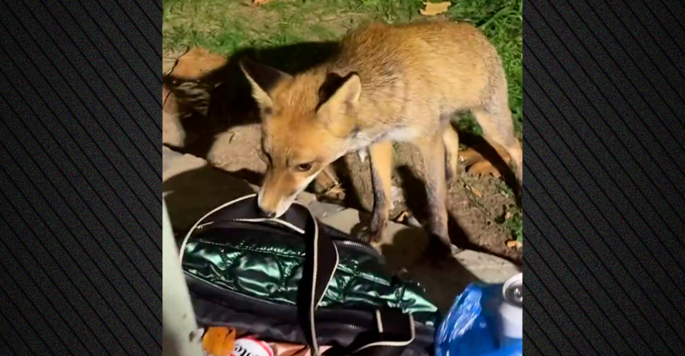 Η αλεπού ήθελε…κρουασάν! – Βίντεο