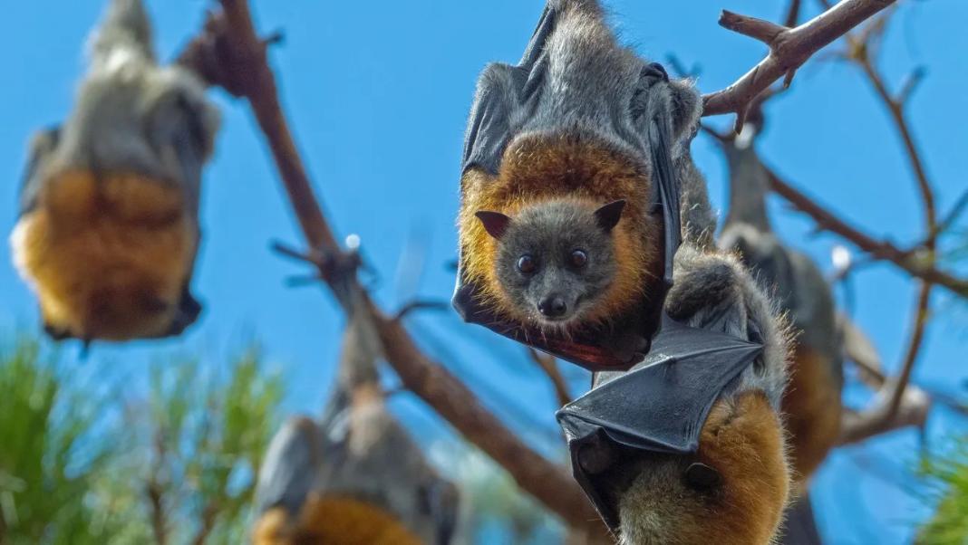 Γιατί χωρίς τις νυχτερίδες, δεν μπορεί να υπάρξει τεκίλα στο Μεξικό