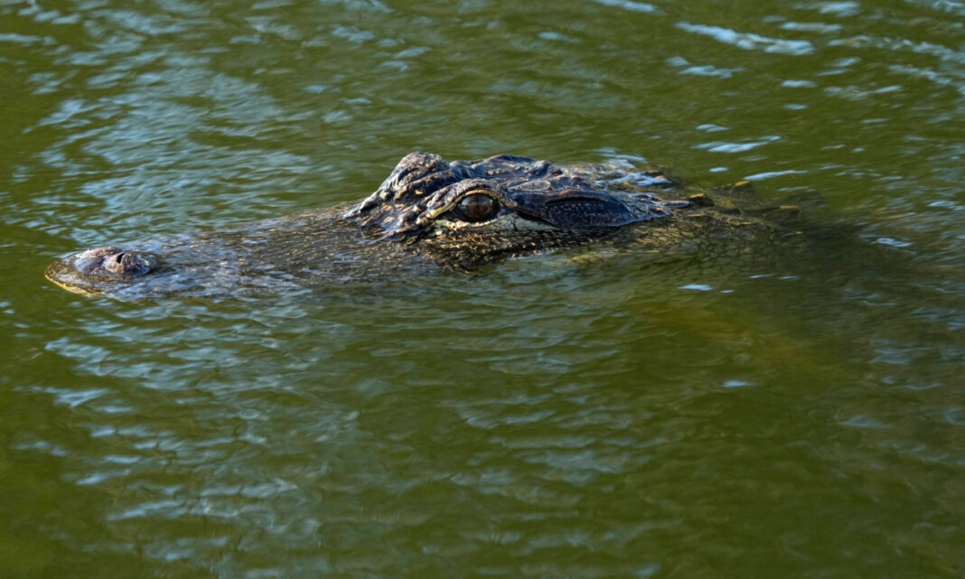 crocodile Αυστραλία: Κροκόδειλος επιτέθηκε σε 14χρονο ενώ ψάρευε
