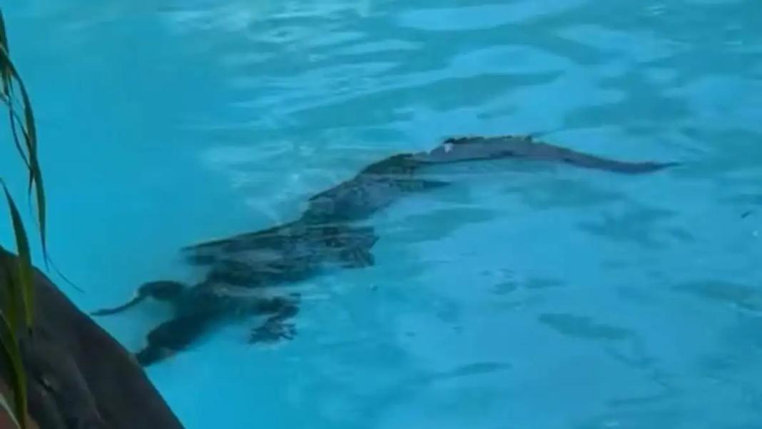 crocodile-pool-grab-1200x675