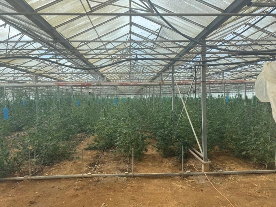 Μεσαρά: Στη φυλακή ο 51χρονος για τη χασισοφυτεία «μαμούθ» στο θερμοκήπιο