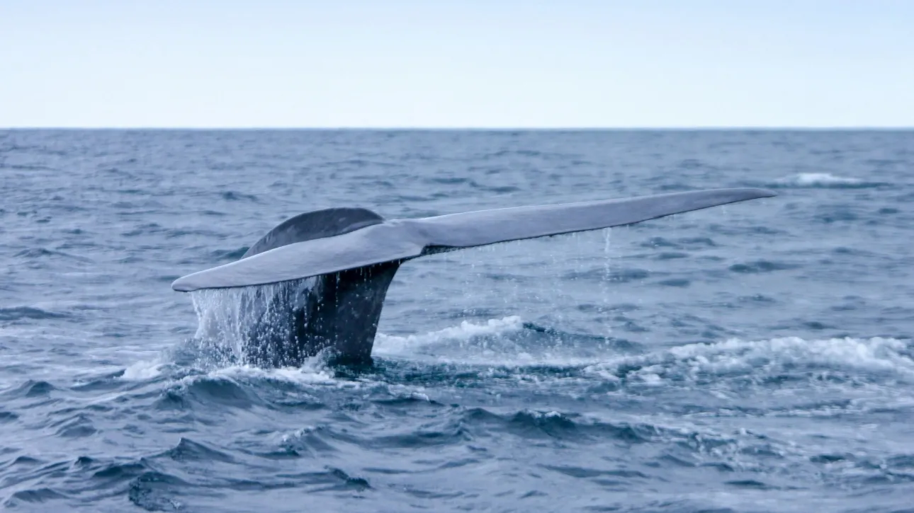 Καναδάς: Ένα υδάτινο πάρκο απειλεί να θανατώσει 30 φάλαινες μπελούγκα