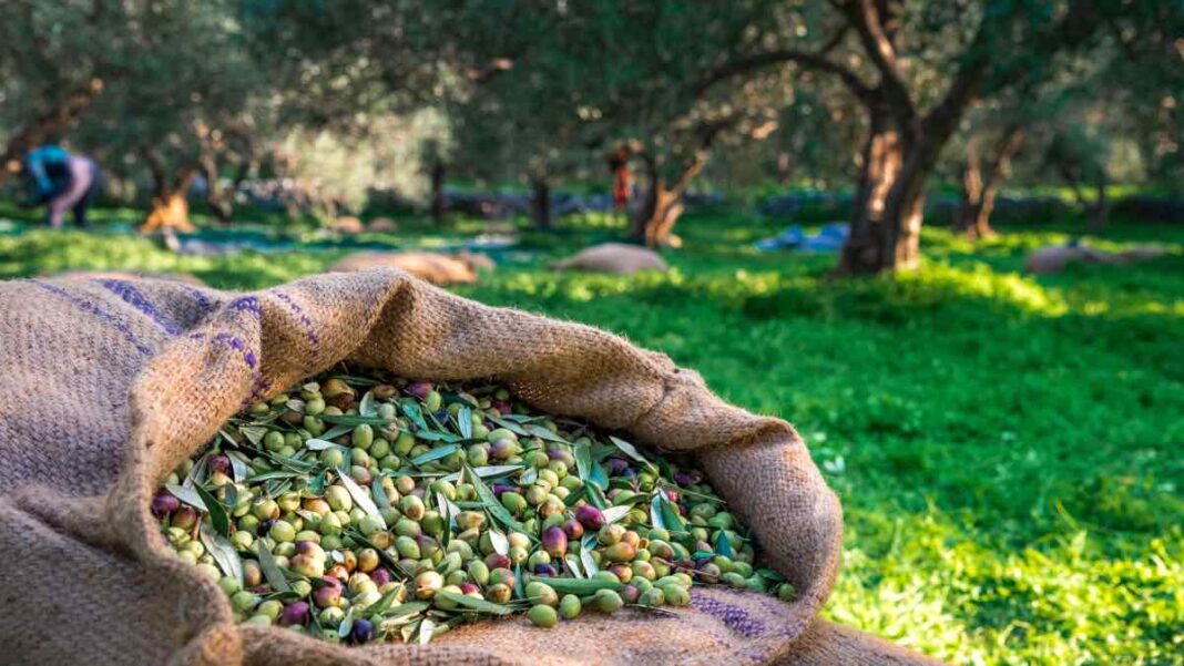 Με πρόστιμα έως και 5.000 ευρώ κινδυνεύουν χιλιάδες Έλληνες ιδιοκτήτες ελαιόδεντρων