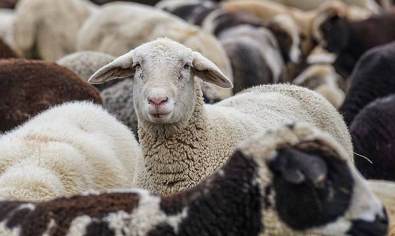 Ευλογιά προβάτων: Αποζημιώσεις στους κτηνοτρόφους και μέτρα ανάσχεσης της κρίσης – Στη Βουλή η Πράξη Νομοθετικού Περιεχομένου