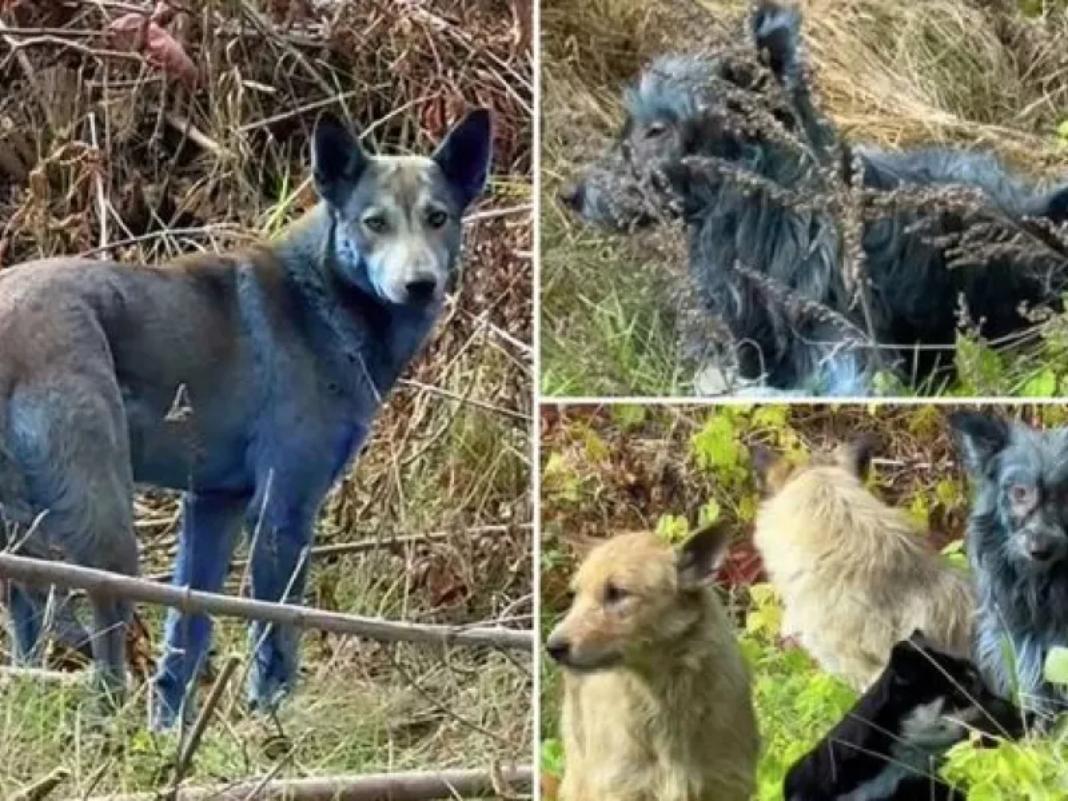 instagramdogsofchernobyl1_bluedogs_.jpg Τσερνόμπιλ: Μυστήριο με γαλάζιους σκύλους, εντοπίστηκαν κοντά στη ζώνη της πυρηνικής καταστροφής