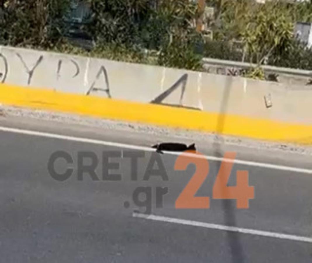 Αστυνομικός εκτός υπηρεσίας έσωσε τραυματισμένη γάτα από τον ΒΟΑΚ – Δείτε βίντεο & φωτογραφίες