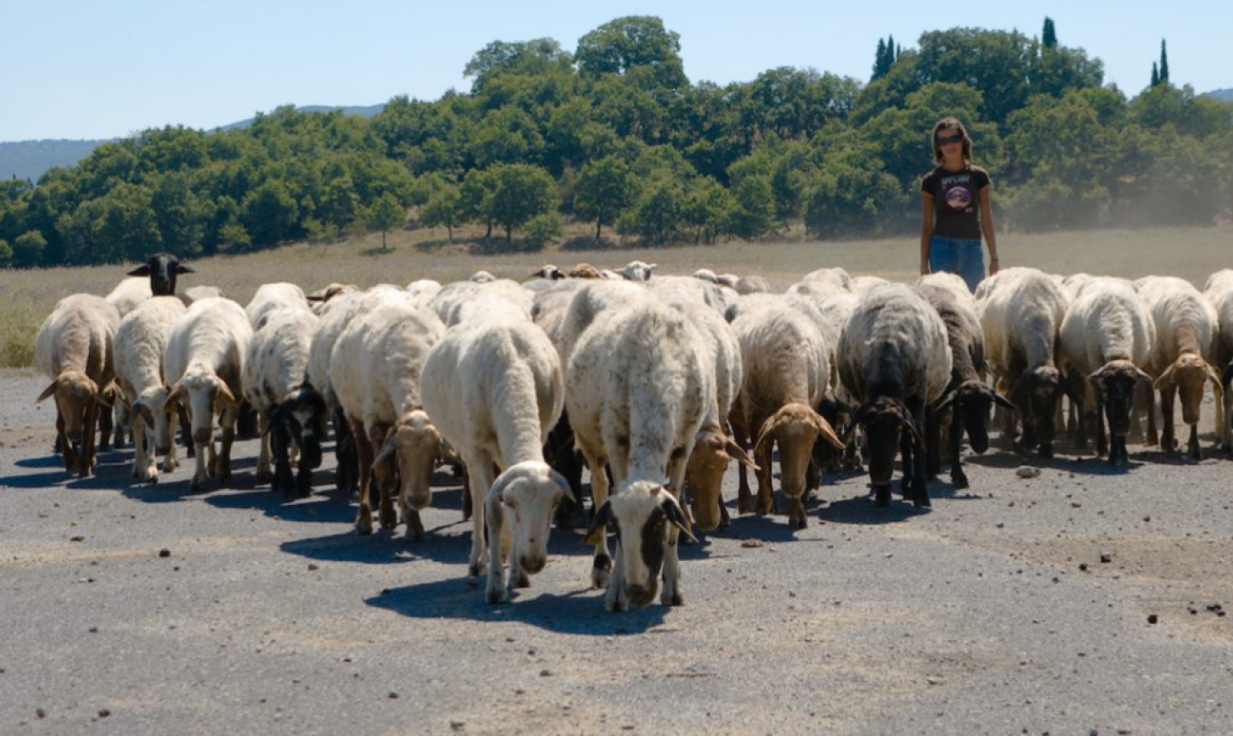 Περιφέρεια Κρήτης: Έως τις 31 Δεκεμβρίου η απογραφή κτηνοτροφικών εγκαταστάσεων