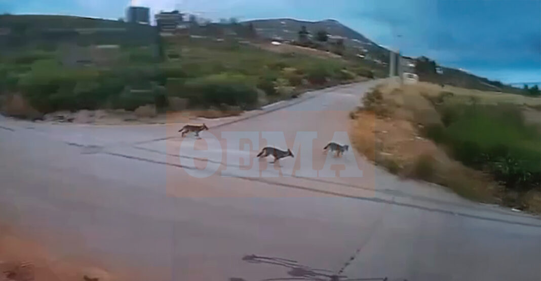 Αγέλη λύκων εμφανίστηκε στην Ιπποκράτειο Πολιτεία – Βίντεο