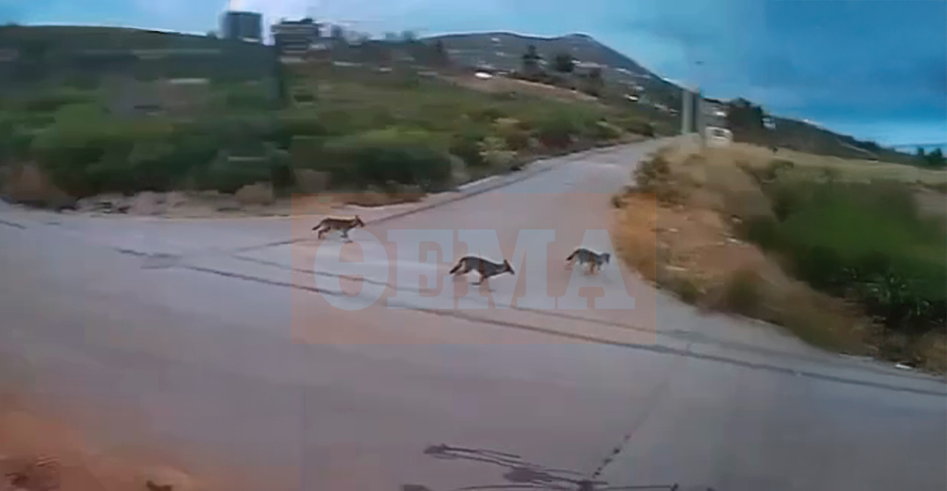 Αγέλη λύκων εμφανίστηκε στην Ιπποκράτειο Πολιτεία – Βίντεο