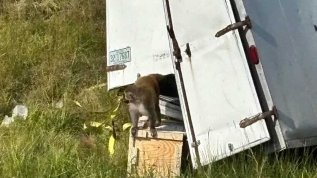 maimou_misisipi Μαϊμούδες δραπέτευσαν από φορτηγό στο Μισισίπι – Πανικός μετά από πληροφορία ότι έφεραν μολυσματικές ασθένειες