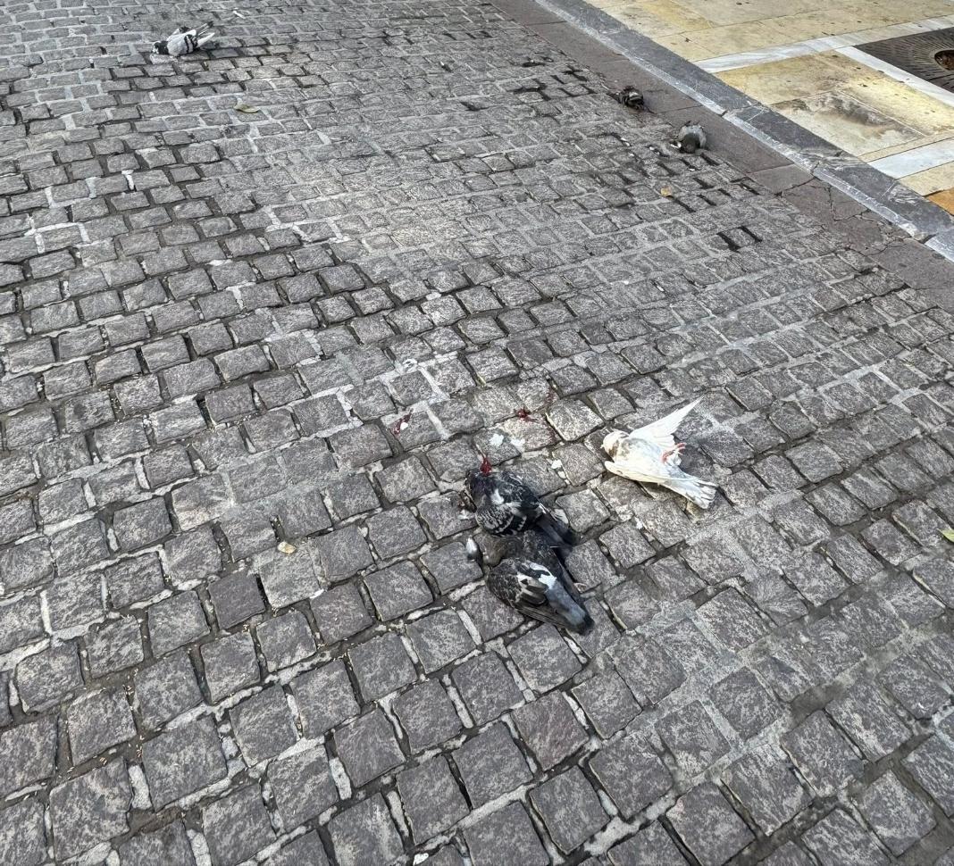 peristeria Μπήκε παράνομα στον πεζόδρομο, πάτησε τα περιστέρια!