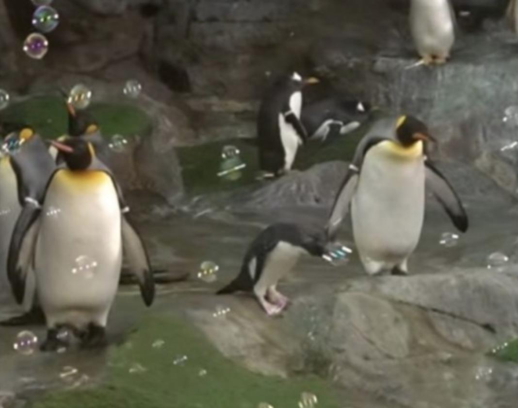 Viral βίντεο: Ο πιγκουίνος τρελάθηκε – «Ξεφάντωσε» σε πάρτι με σαπουνόφουσκες