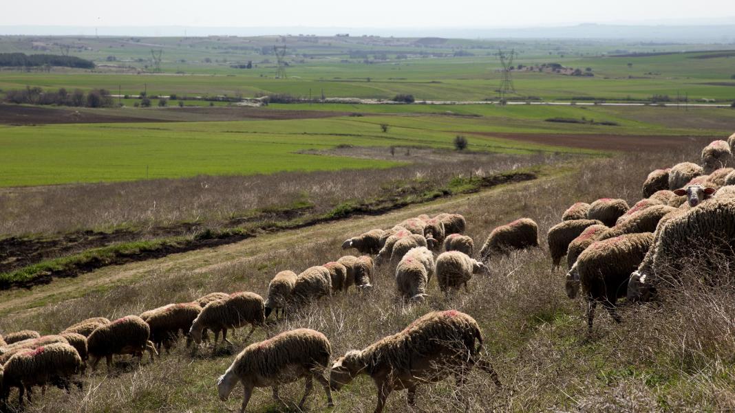 Καταδικάστηκε ο 60χρονος για τα παράνομα εμβόλια κατά της ευλογιάς των προβάτων