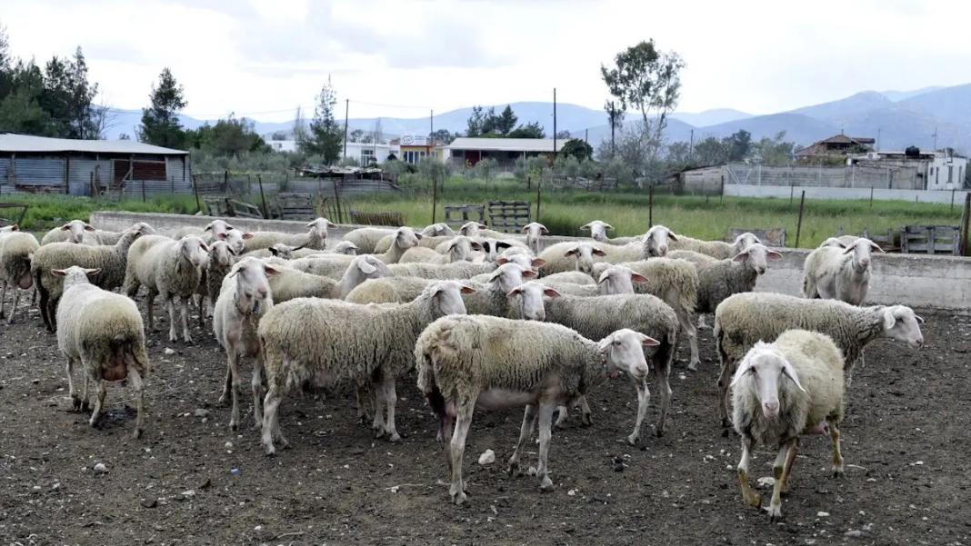 Θεσσαλία: Επείγουσα προκαταρκτική εξέταση για την ευλογιά ζητά η Εισαγγελία Εφετών Λάρισας