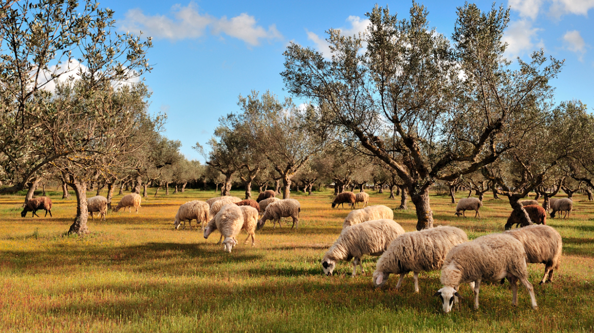 Ευλογιά αιγοπροβάτων: «Καθαρή» η Κρήτη αλλά παρατείνονται τα μέτρα