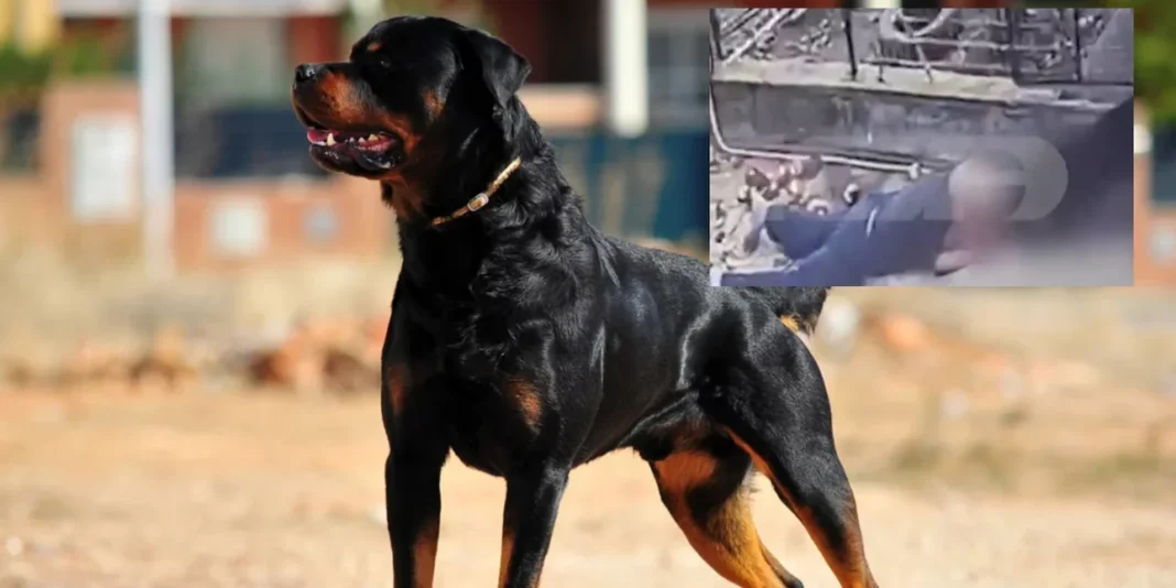 rottweiler-epithesi.jpg Καλαμάτα: «Ελάτε, τον κατασπαράζει» -Η στιγμή που το ροτβάιλερ επιτίθεται στον 76χρονο άνδρα (βίντεο)