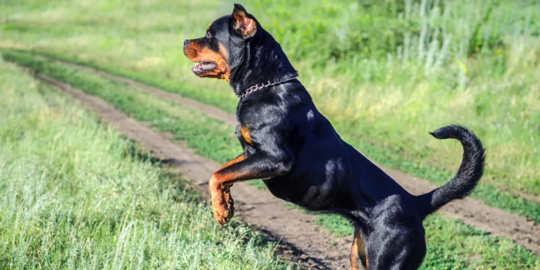 rotvailer-2019-19-07.jpg Καλαμάτα: Ροτβάιλερ επιτέθηκε και τραυμάτισε σοβαρά άνδρα -Αστυνομικός πυροβόλησε και σκότωσε το σκυλί