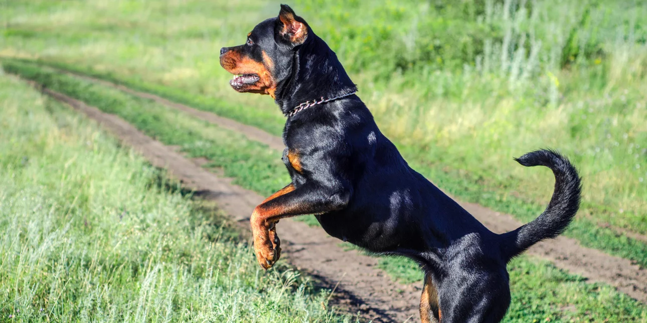 Καλαμάτα: Ροτβάιλερ επιτέθηκε και τραυμάτισε σοβαρά άνδρα -Αστυνομικός πυροβόλησε και σκότωσε το σκυλί