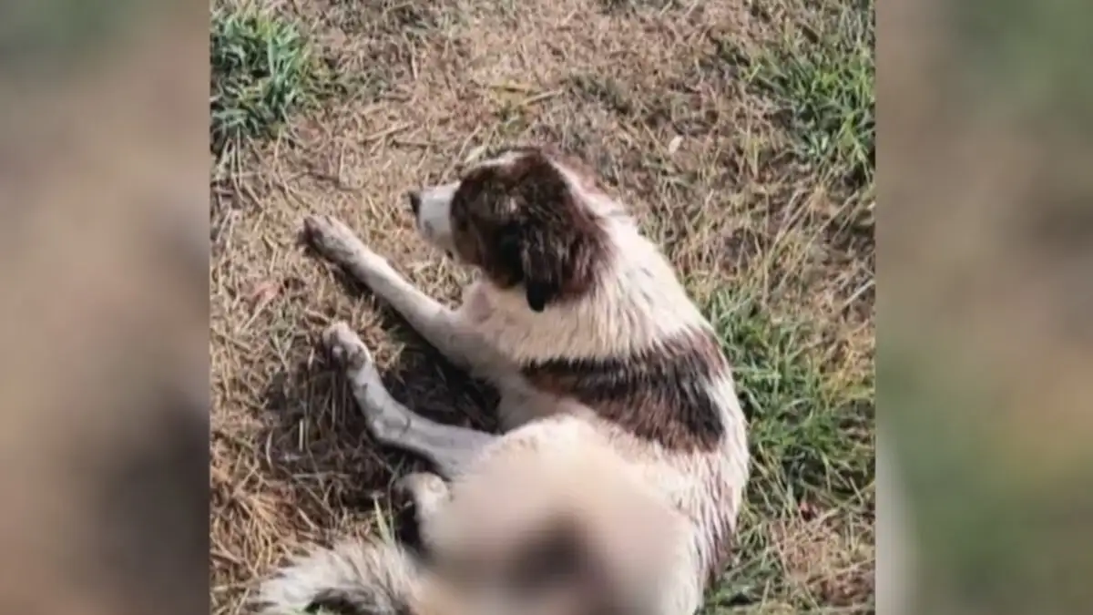 Ναύπακτος: Πυροβόλησε σκυλί στο πόδι και το εγκατέλειψε αιμόφυρτο